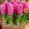Hyacinth Pink Pearl