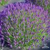 Lavandula Hidcote Blue 79313 2