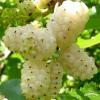 MORWA BIAA 3