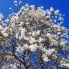 Magnolia Stellata