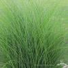 Miscanthus Gracillimus 75027 2