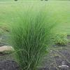 Miscanthus Gracillimus 75027 3