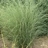 Miscanthus Morning Light 71588 2