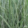 Miscanthus Morning Light 71588 3
