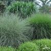 Miscanthus Morning Light 71588 4