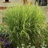 Miscanthus Zebrinus 79351 1