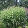 Miscanthus Zebrinus 79351 2