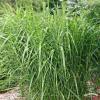 Miscanthus sinensis Strictus