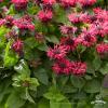 Monarda Bee Happy 74279 2