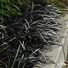 Ophiopogon Nigrescens 71777 3