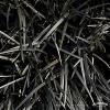 Ophiopogon Nigrescens 71777 4