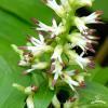 Pachysandra terminalis