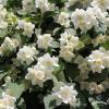 Philadelphus coronarius 15355