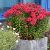Phlox Flame Red 76316 2