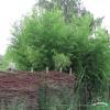 Phyllostachys Aureosulcata Aureocalis