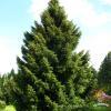 Picea omorika PAN