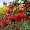 Pigwowiec Japoski Chaenomeles Japonica 11