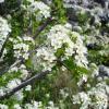 Prunus mahaleb2