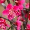 Prunus mume Beni chidori crop