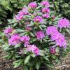 Rhododendron Roseum Elegans crp