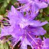 Rozanecznik Blue Silver Rhododendron Blue Silver C2