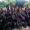 Rozplenia Perowa Purpurowa Pennisetum Glaucum 9