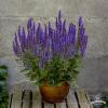 Salvia Blue Field 78236 1