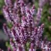 Salvia Salute Light Pink 78288 1