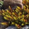 Sedum Gold 71843 3
