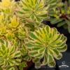 Sedum The Edge 70475 2