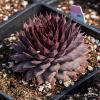 Sempervivum BigSam Country Red 74550 2