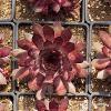 Sempervivum BigSam Country Red 74550 3