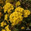Smagliczka skalna Alyssum saxatile RB2