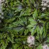 Tiarella Angel Wings 79149 2