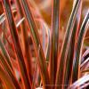 Uncinia rubra Everflame 1