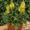 Verbascum Dark Eyes 74513 2
