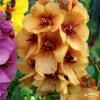 Verbascum Honey Dijon 74530 2