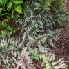 Wietlica Pictum1