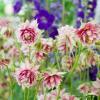 aquilegia vulgaris var stellata nora barlow columbine 