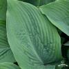 blue angel hosta 73803 1
