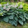 blue angel hosta 73803 3