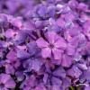 blue paradise phlox paniculata 76214 2