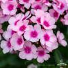 bright eyes phlox paniculata 76261 2