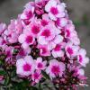 bright eyes phlox paniculata 76261 3