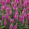 bubblegum candles veronica spicata 74847 1