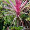 byliny i trawy cordyline 74605 1