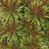 byliny i trawy euphorbia wilczomlecz 79287 2