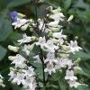 byliny i trawy penstemon 79557 1