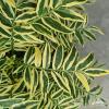 byliny i trawy polemonium 70782 2