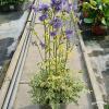 byliny i trawy polemonium 70782 3